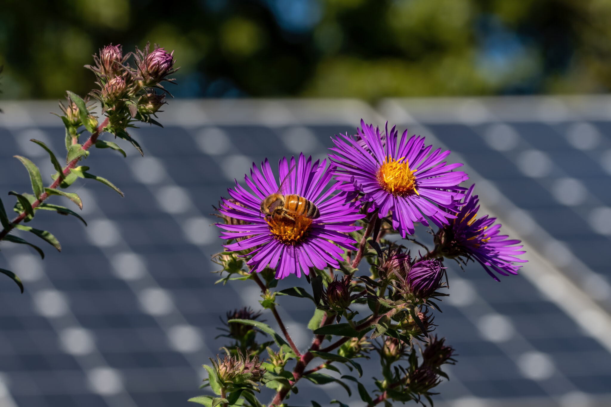 Could solar farms contribute to food security by boosting pollinator