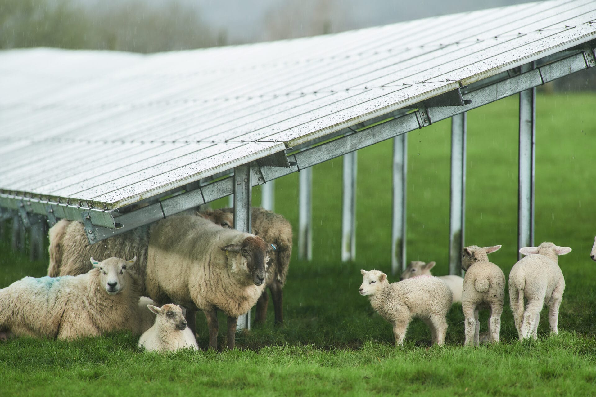 Sheep on Maes Bach Solar Farm. Credit: LightsourceBP